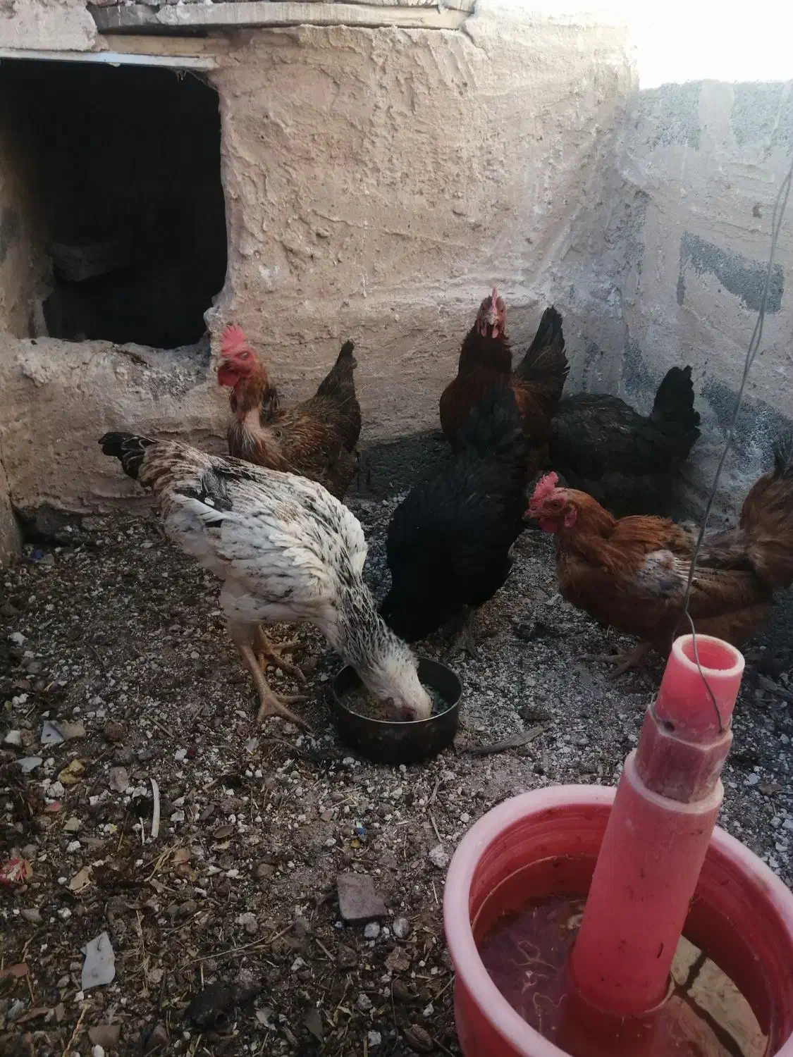 مرغ|حیوانات مزرعه|سرایان, |دیوار