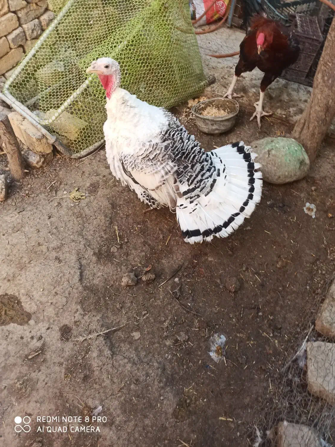 بوقلمون محلی|حیوانات مزرعه|شیروان (خراسان), |دیوار