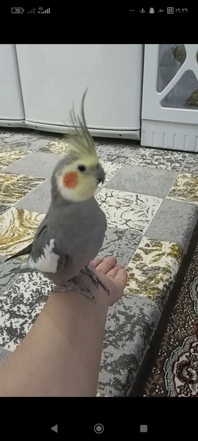 عروس هلندی|پرنده|صباشهر, |دیوار