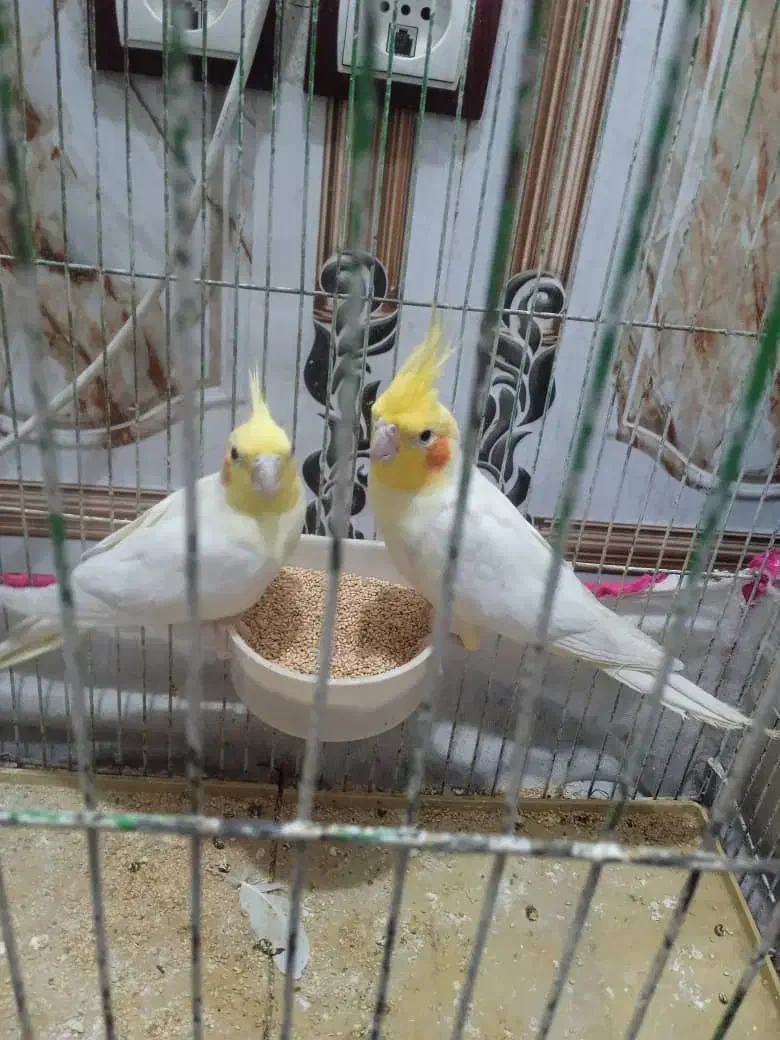 جفت عروس هلندی لوتینیو مولد|پرنده|رامشیر, |دیوار