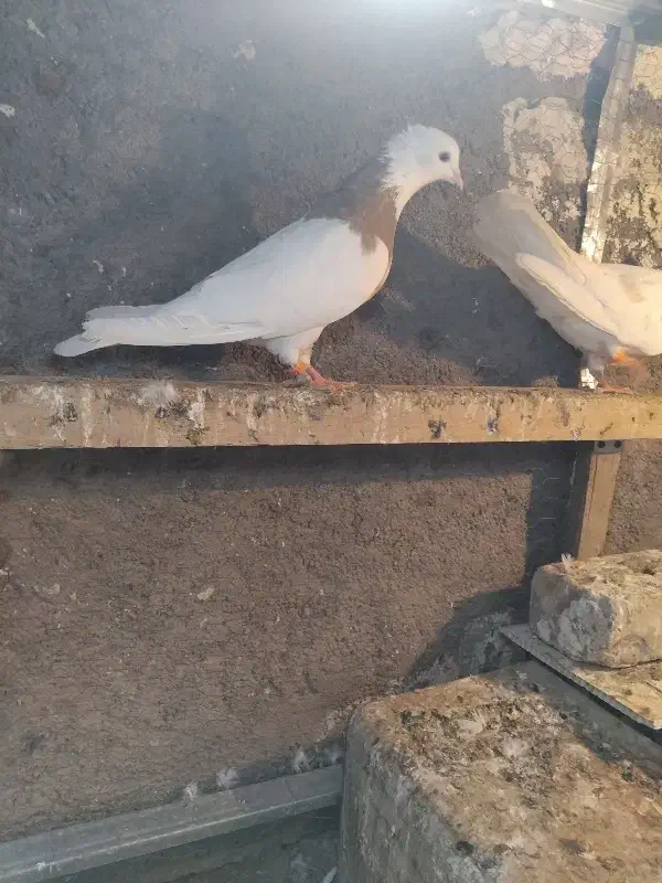 کفتر طوقی|پرنده|تایباد, |دیوار