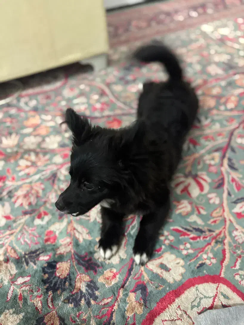 واگذاری ماده|سگ|تبریز, |دیوار