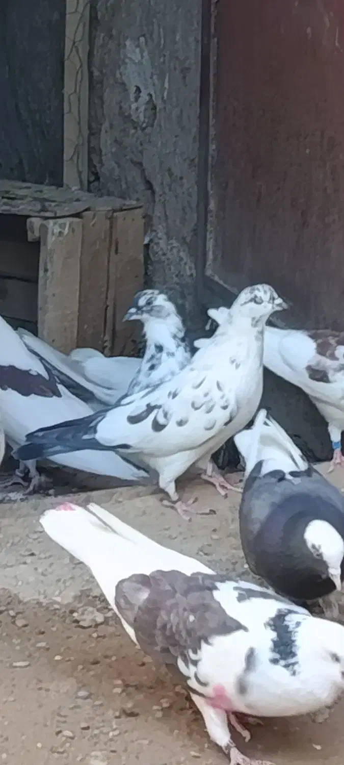 باخت رفته|حیوانات|زنجان, |دیوار