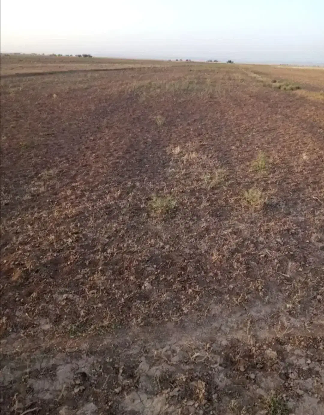 زمین کشاورزی بین اراضی  قدمگاه و کزاز|فروش زمین و ملک کلنگی|شازند, |دیوار