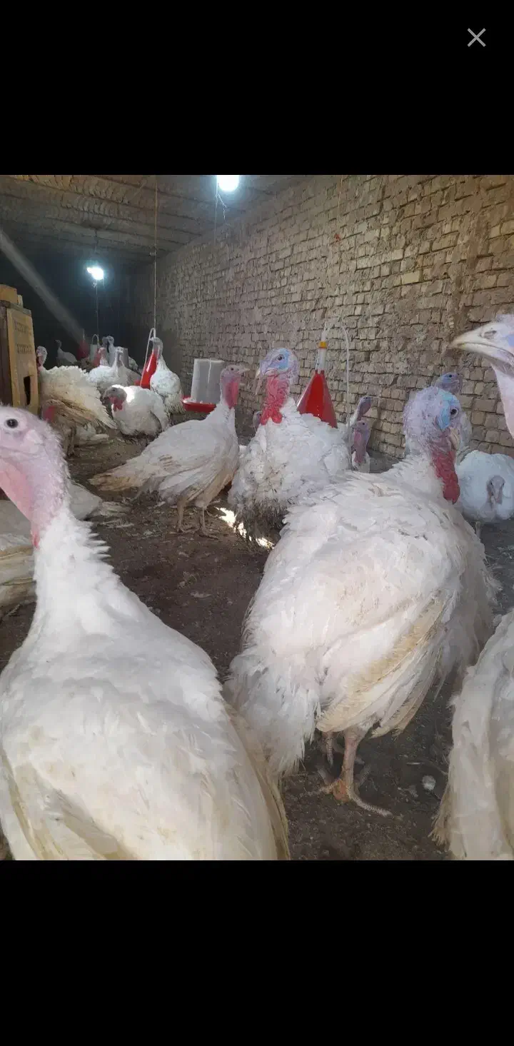 بوقلمون گوشتی ۱۵کیلو تا ۲۰|حیوانات مزرعه|نیشابور, خط کاشمر|دیوار