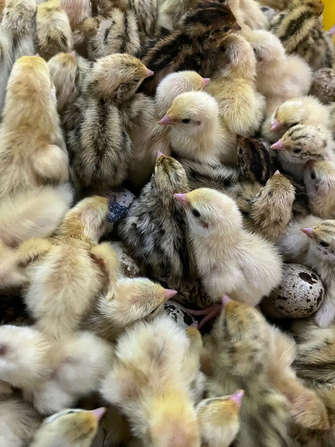 جوجه بلدرچین|حیوانات مزرعه|بافق, |دیوار