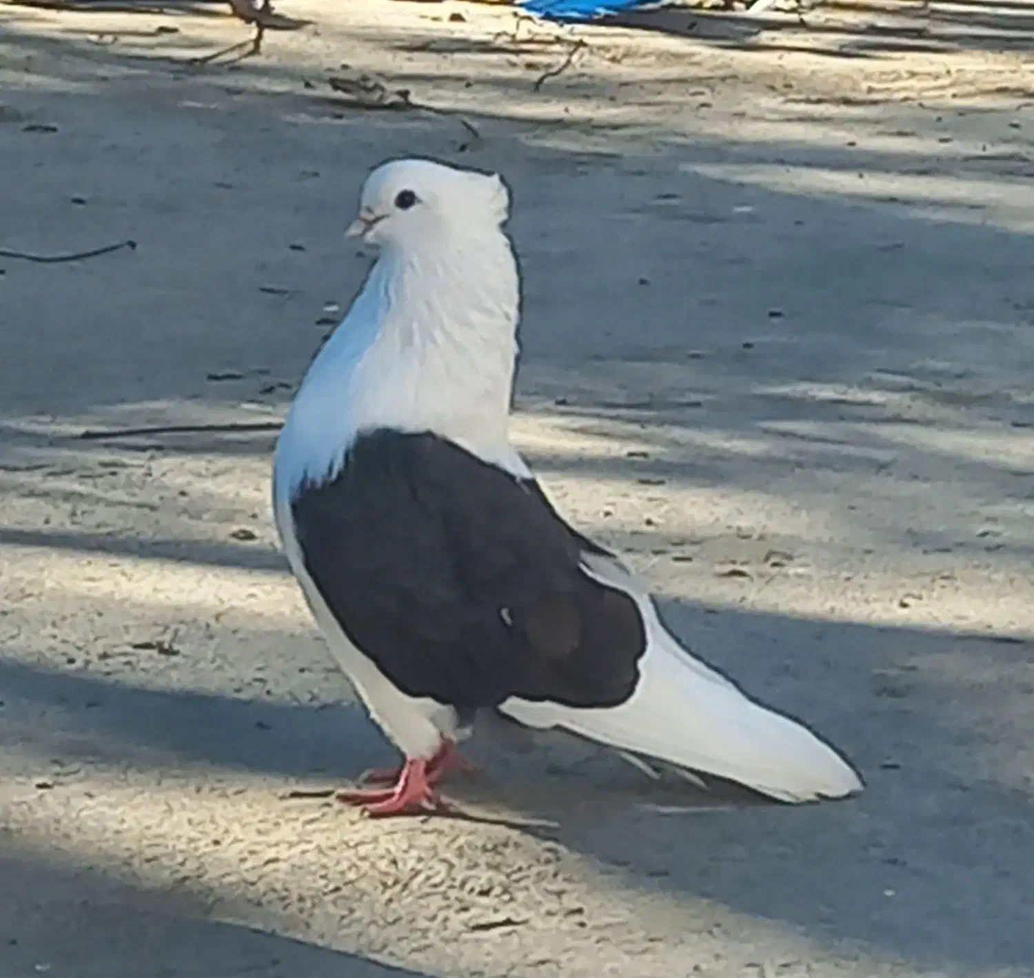 دوبالی نوک کوتاه|پرنده|مینودشت, |دیوار