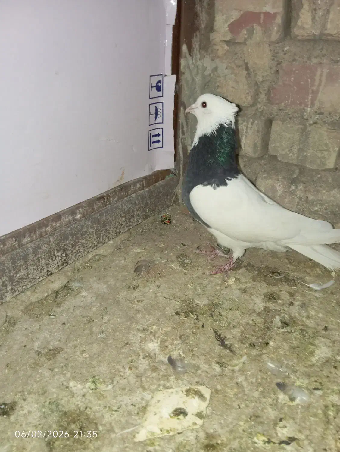 مجسمه کفتر|مجسمه، تندیس، ماکت|زابل, |دیوار