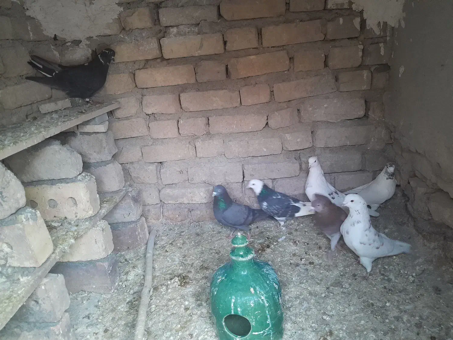 کبوتر|پرنده|زنجان, |دیوار