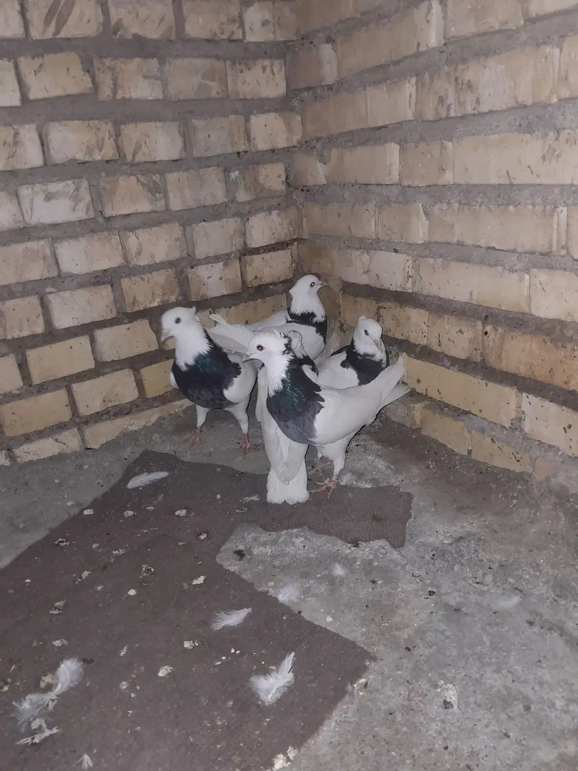 پنج تا طوق سیاه|پرنده|شوشتر, |دیوار