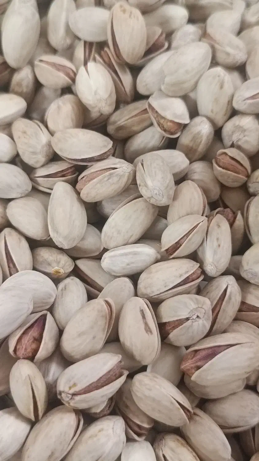 پسته کله قوچی|خوردنی و آشامیدنی|جوادآباد, |دیوار