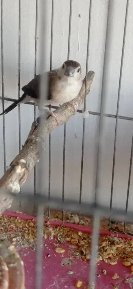 فنج بنگالی|پرنده|تبریز, |دیوار