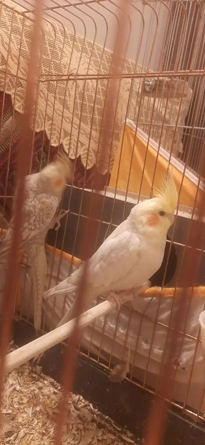 عروس هلندی|پرنده|اصفهان, الهیه|دیوار