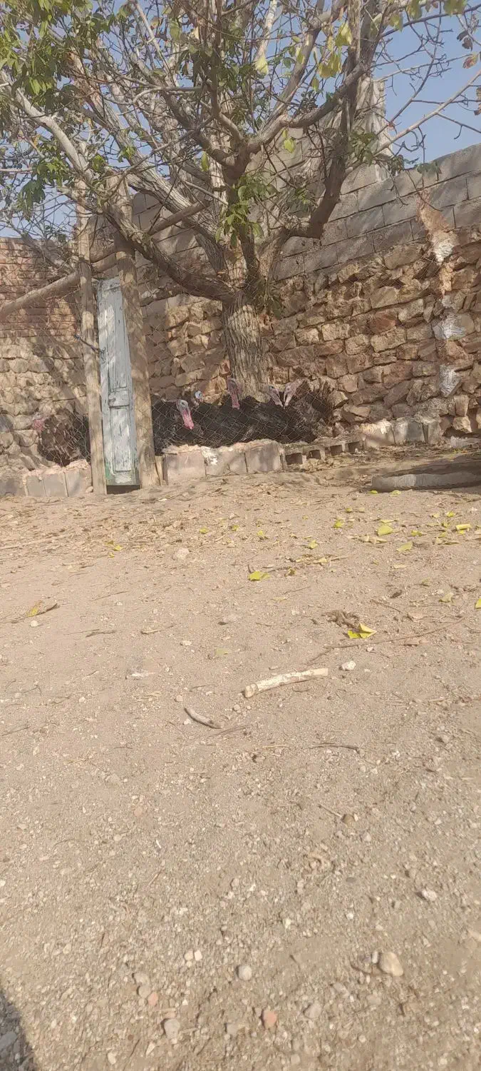 بوقلمون|حیوانات مزرعه|آذرشهر, |دیوار