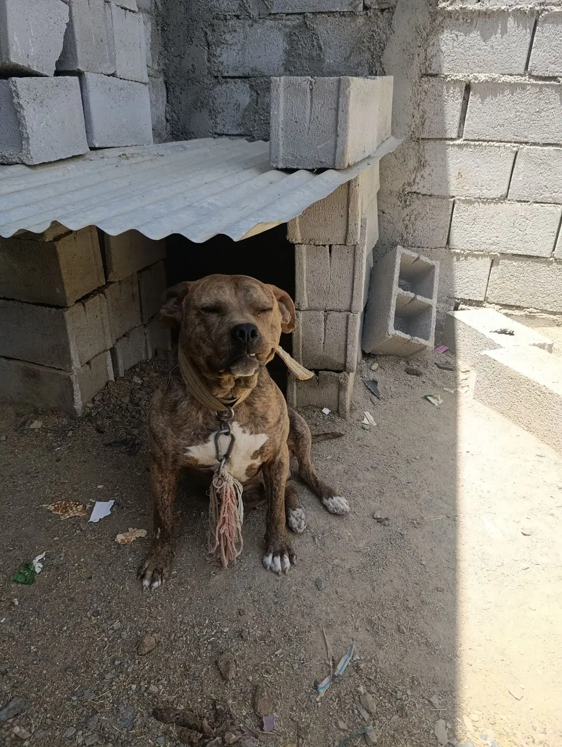 سگ نگهبان|سگ|بربرود, |دیوار