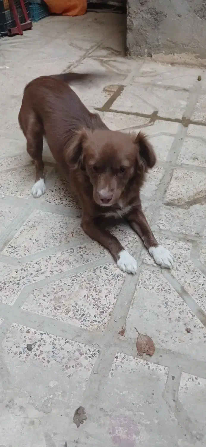 سگ پا کوتاه|سگ|شیروان (خراسان), |دیوار