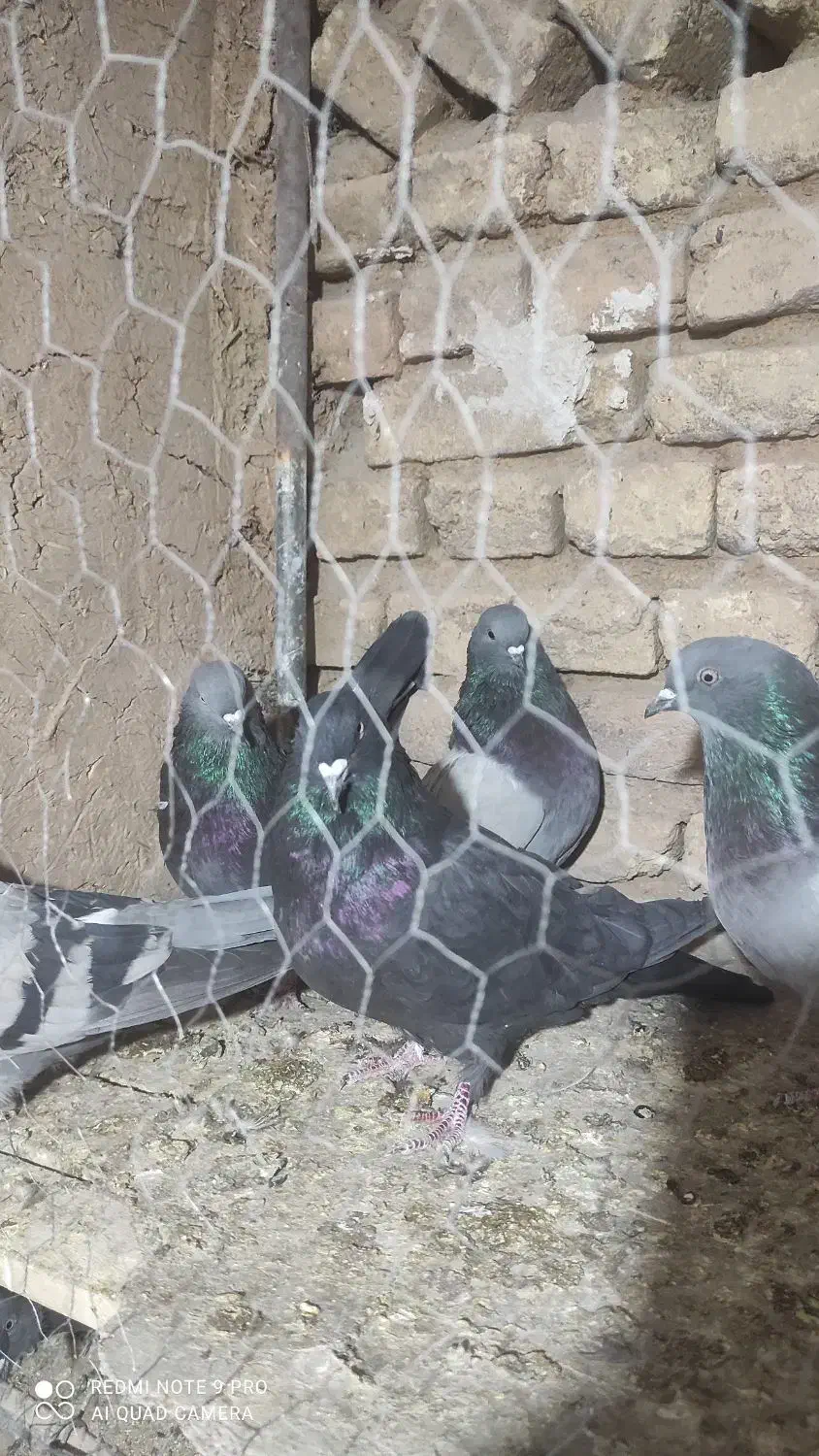 کبوتر پر زنگی|پرنده|بن, |دیوار