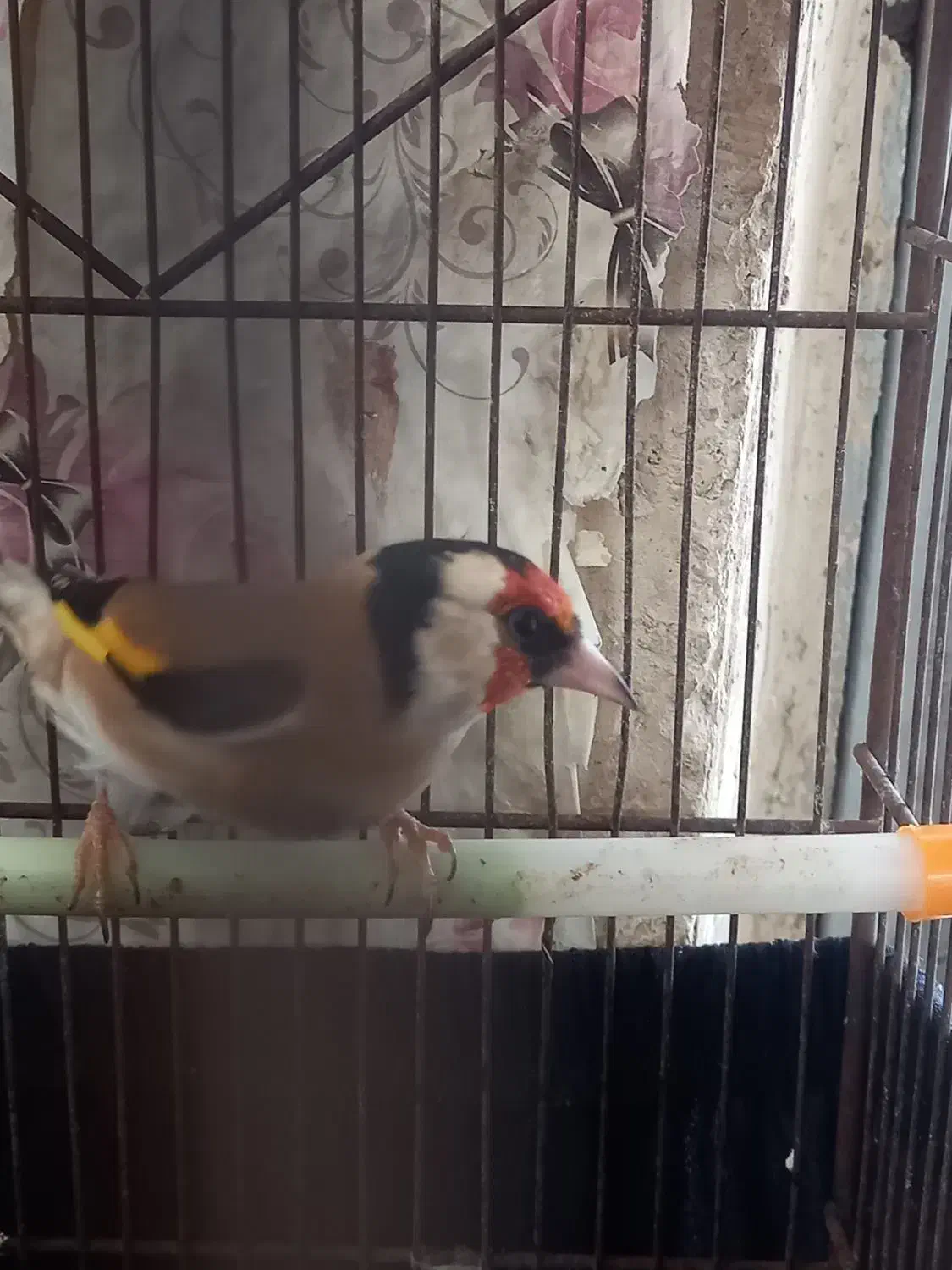 فروش سهره دوساله تازه صاف|پرنده|شیراز, تندگویان|دیوار