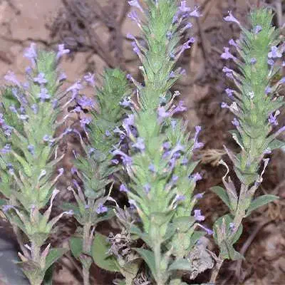 حراج نشا اویشن باغی شیرازی کاکوتی موسیر .نهال پسته|حراج|ارژن, |دیوار