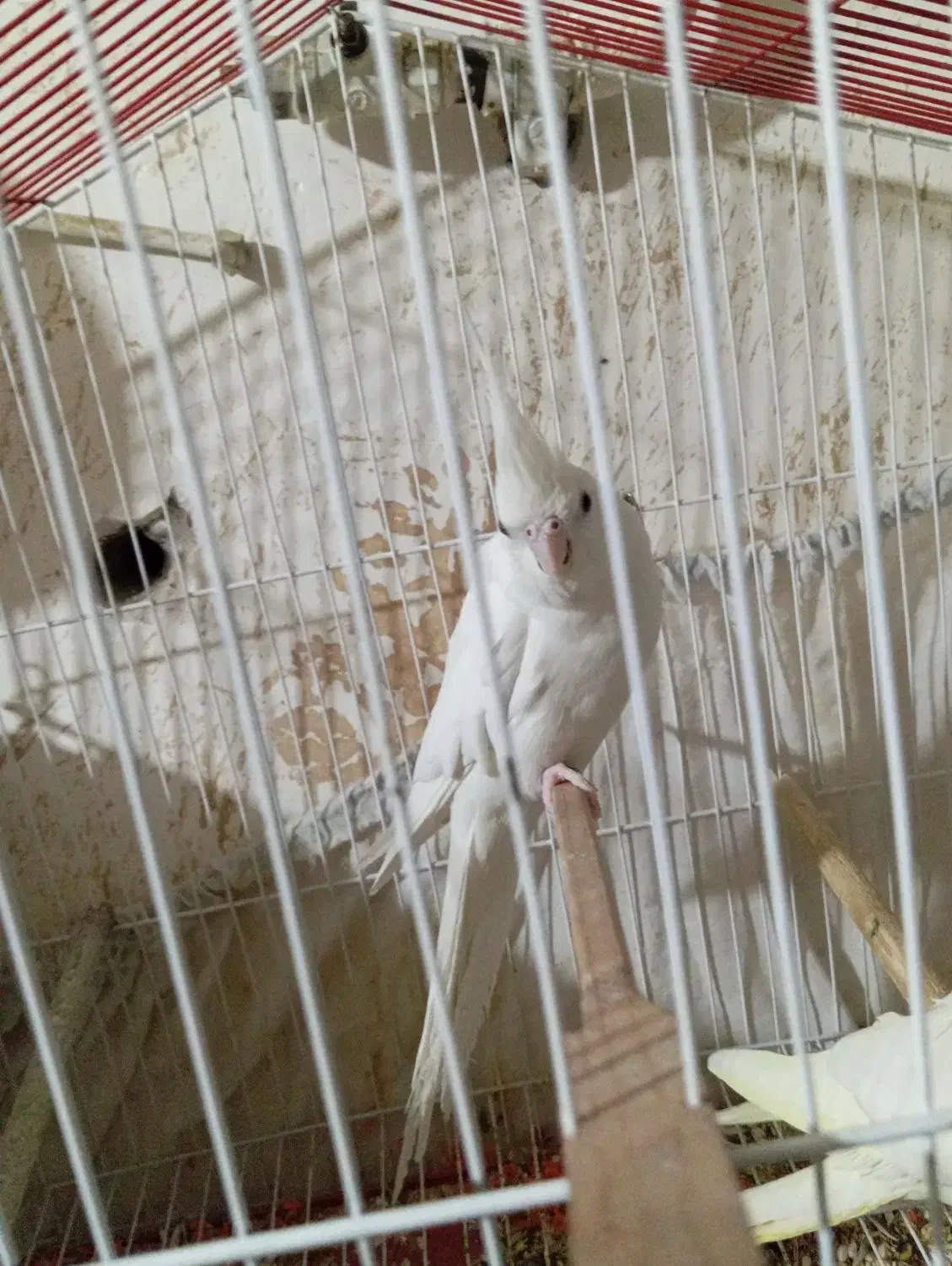 عروس هلندی آلبینو|پرنده|سیرجان, |دیوار