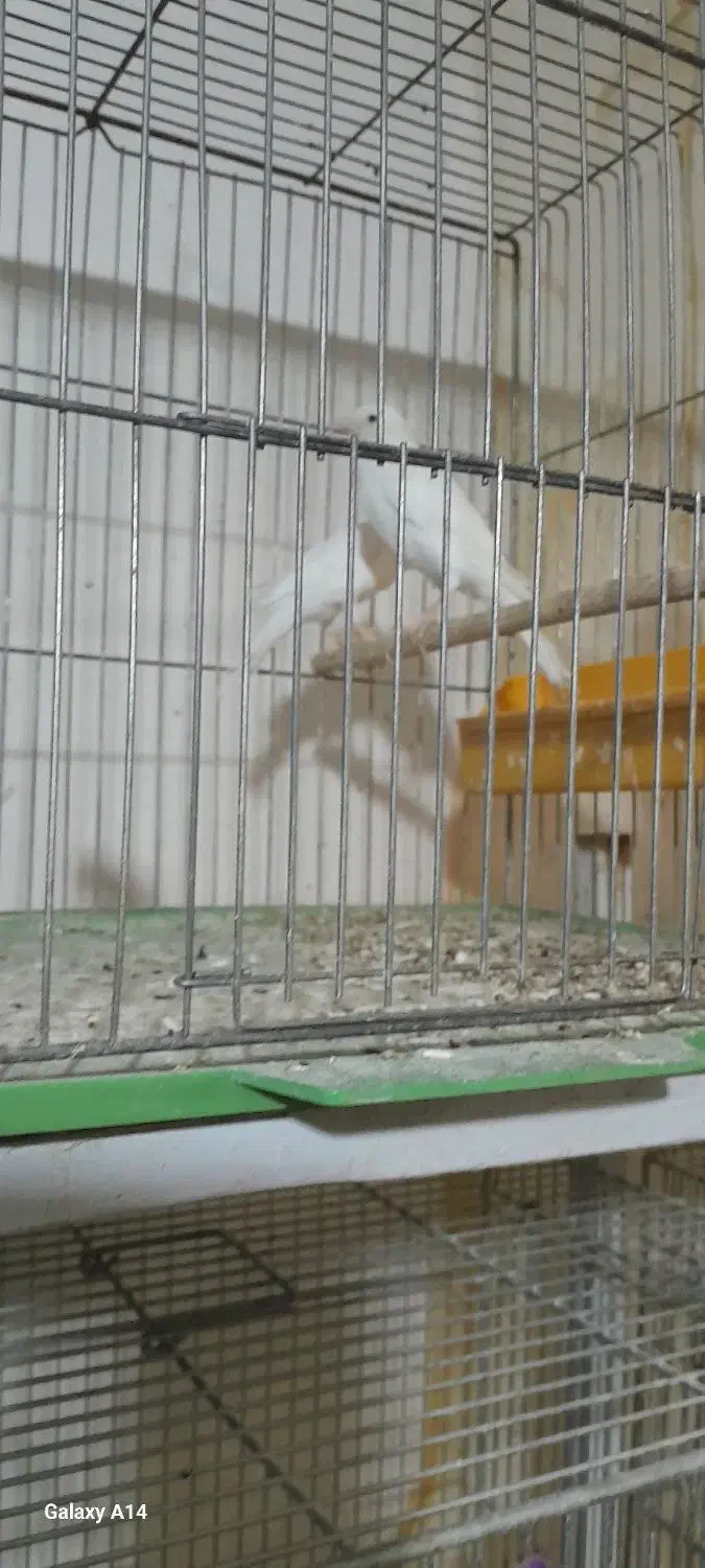 قناری سفید|پرنده|خمینیشهر, |دیوار