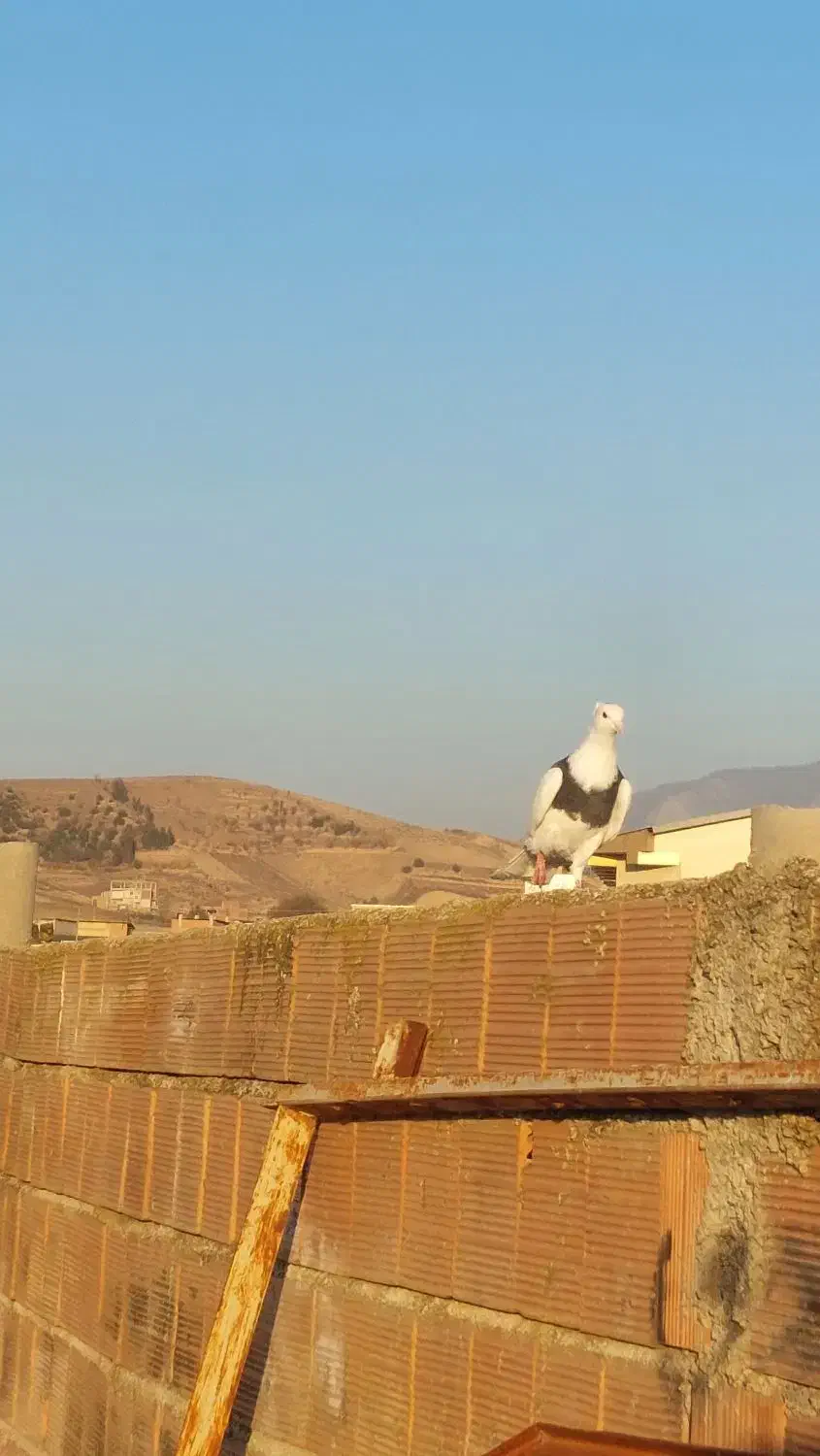 طوقی|پرنده|مینودشت, |دیوار