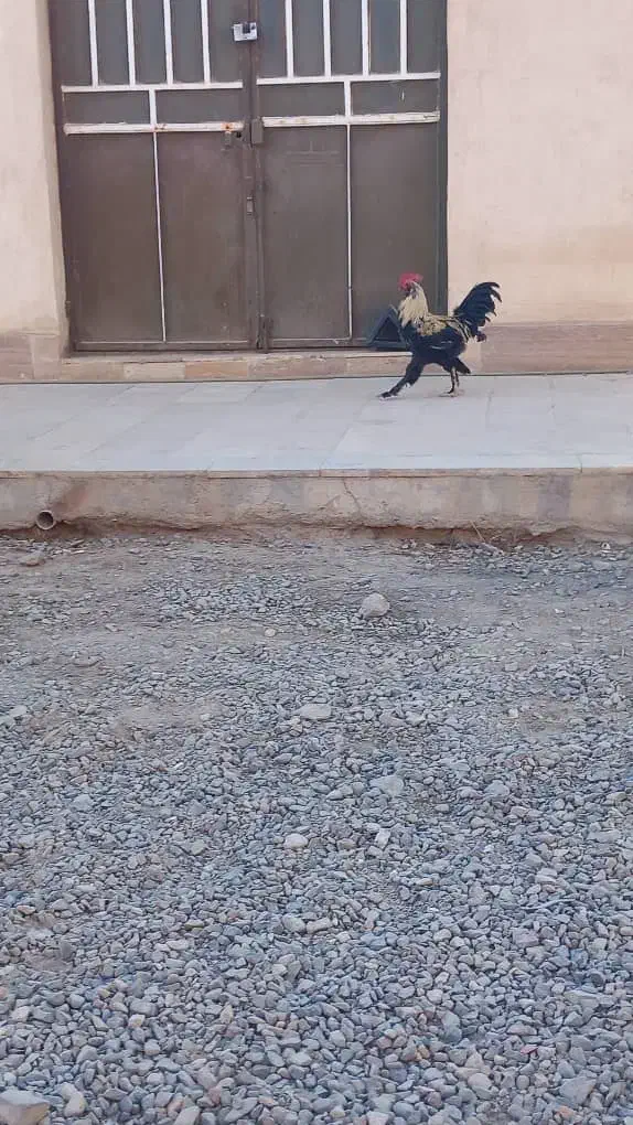 خروس|حیوانات مزرعه|قم, علی آباد سعدگان|دیوار