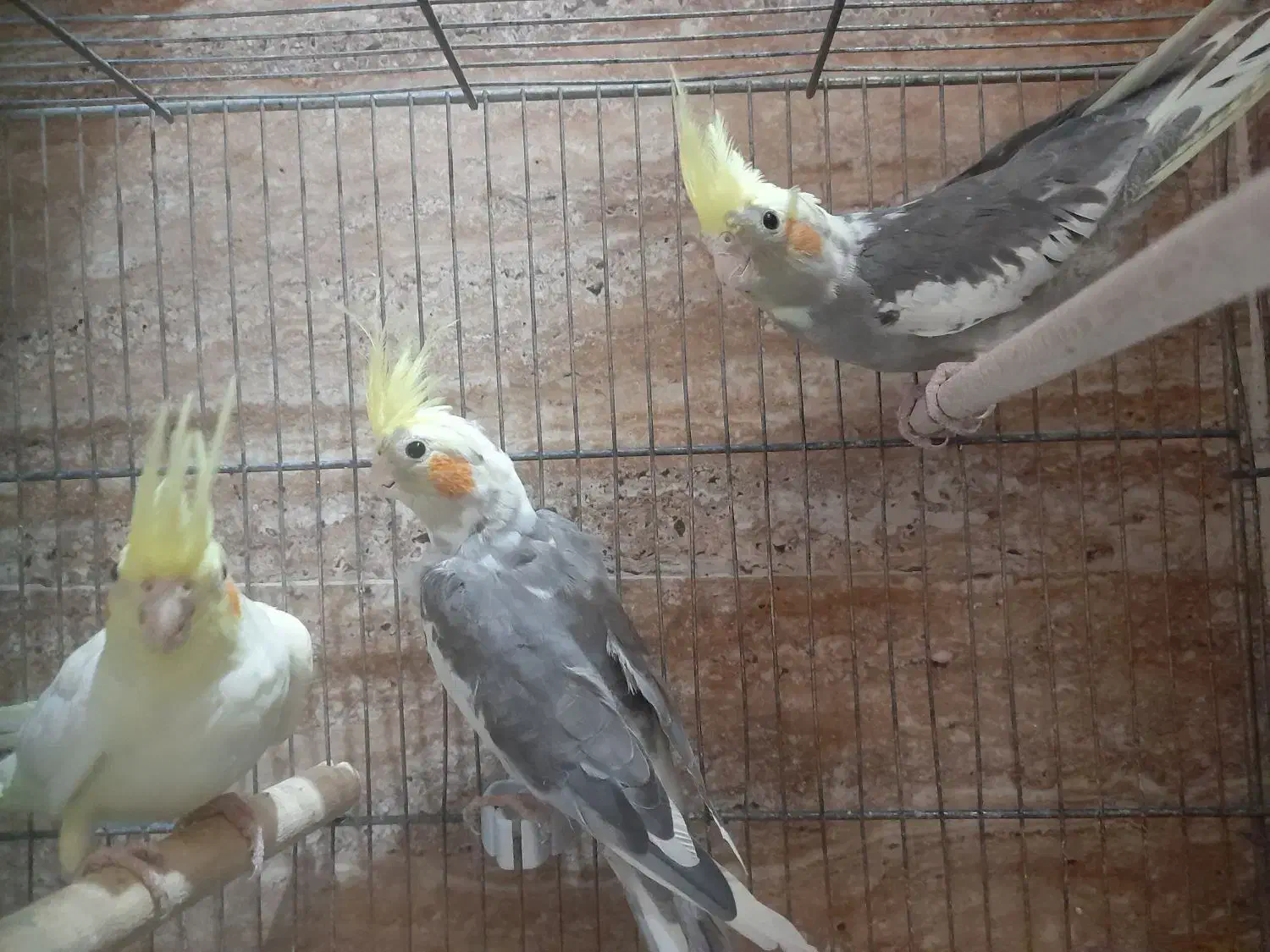 عروس هلندی|پرنده|شیراز, بهارستان|دیوار