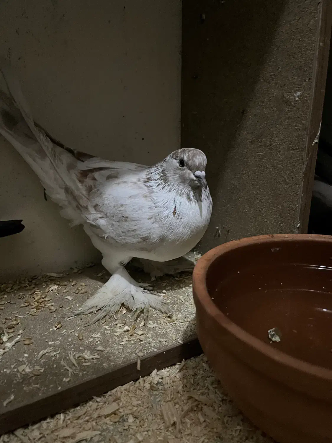 کبوتر|پرنده|ساری, |دیوار