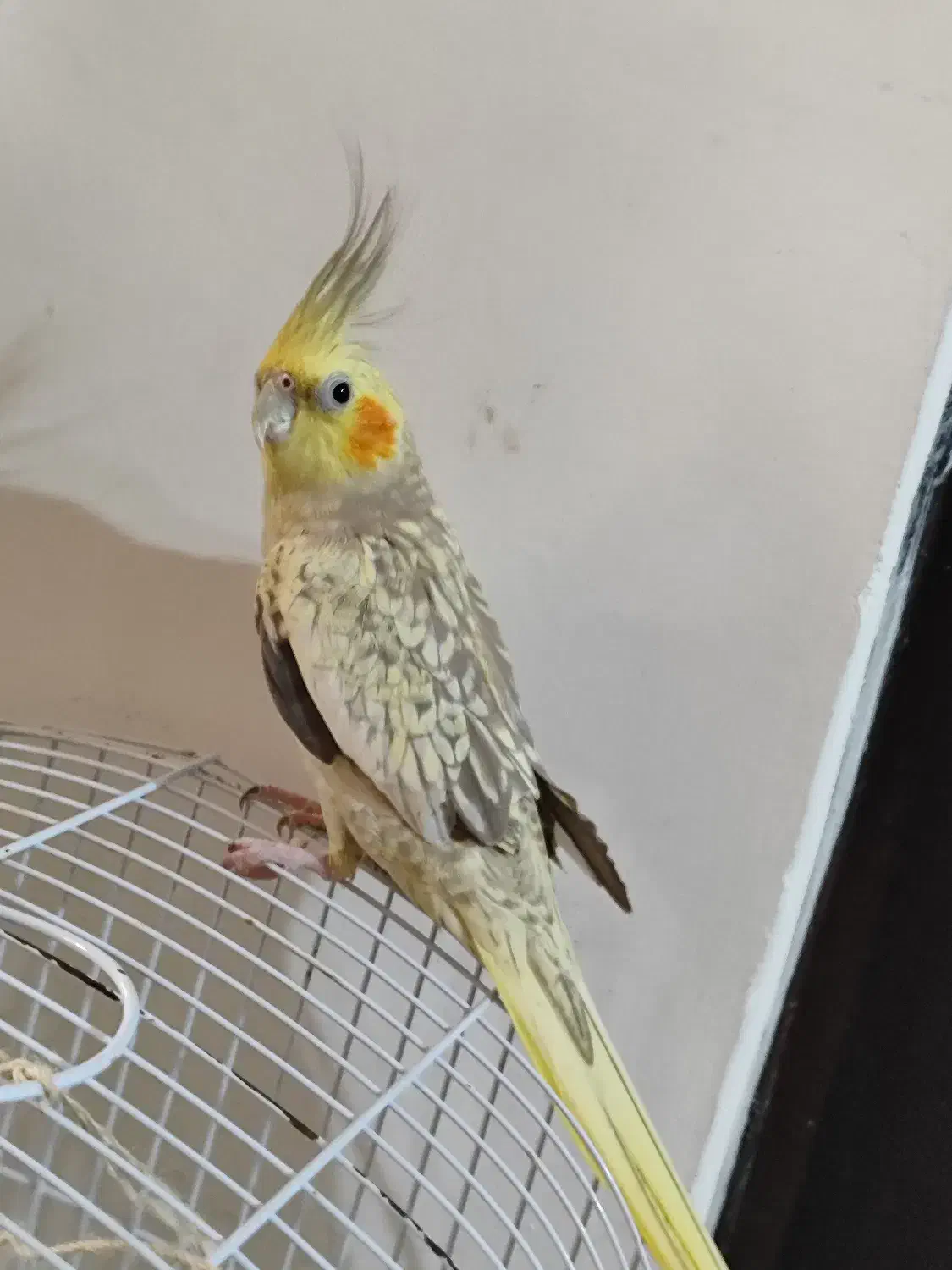 عروس هلندی|پرنده|تالش, تالش|دیوار