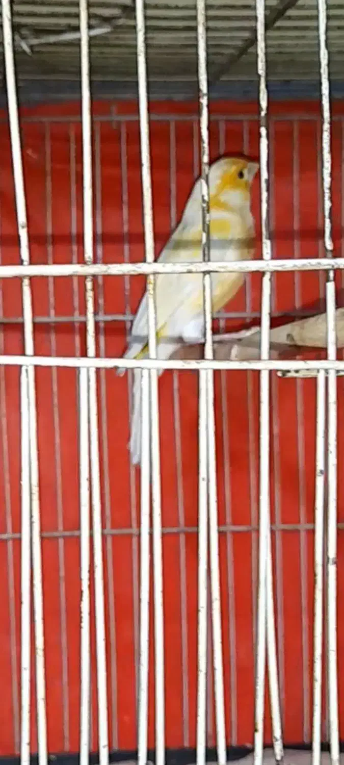 فروش قناری|پرنده|تاکستان, |دیوار