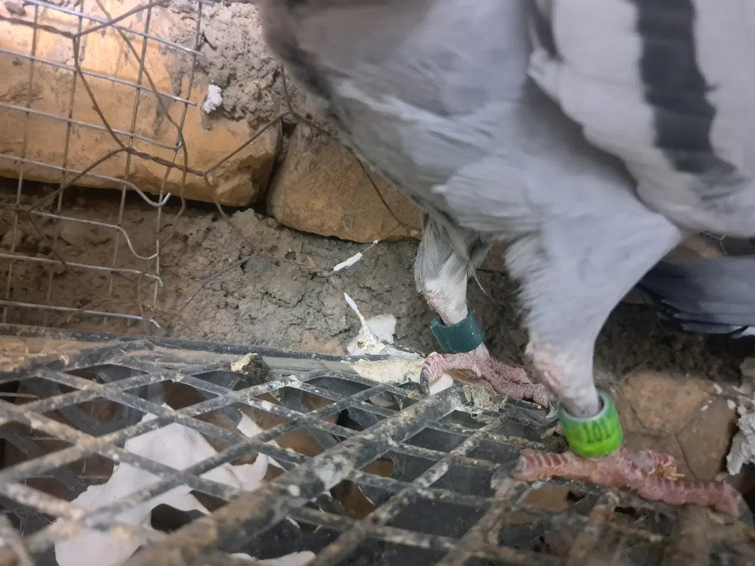 کبوتر پلاکی مسافتی بازرگان نشسته|پرنده|گناباد, |دیوار