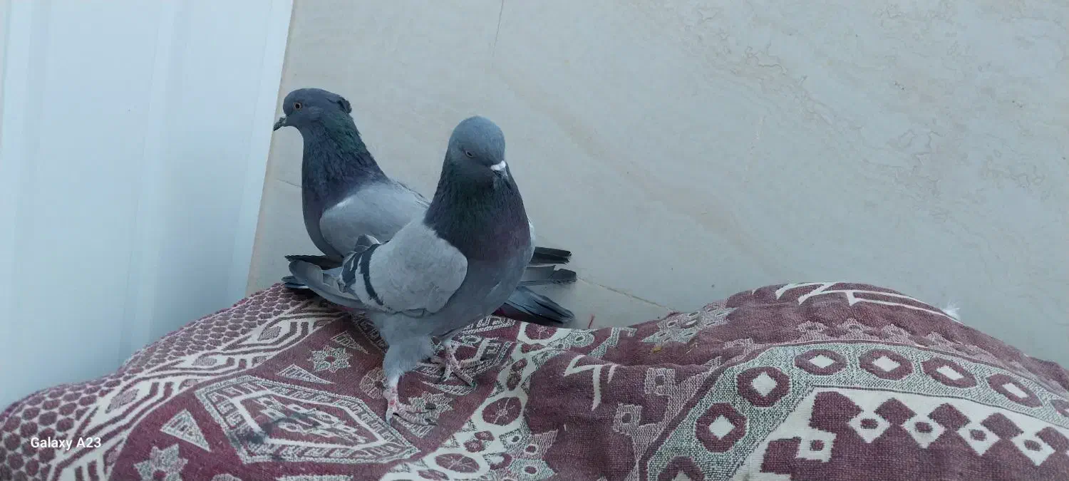 کبوتر سبز دوخط پرشی|پرنده|خمینی‌شهر, |دیوار