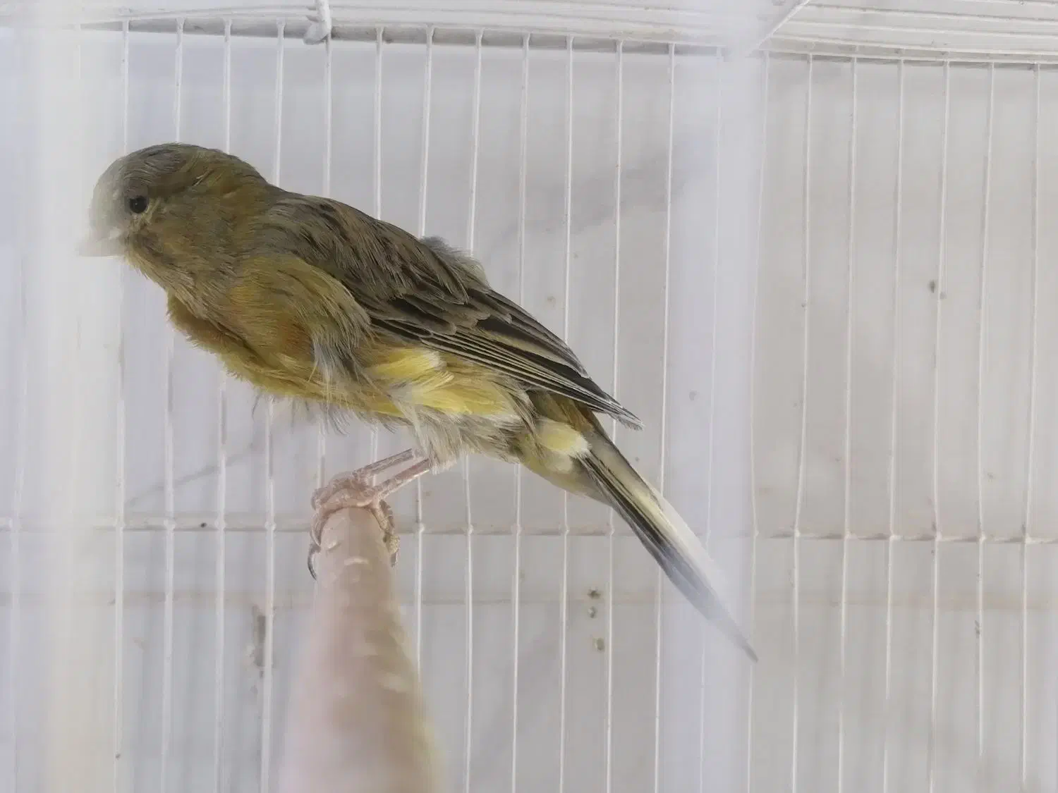 پرنده|پرنده|بیرجند, |دیوار