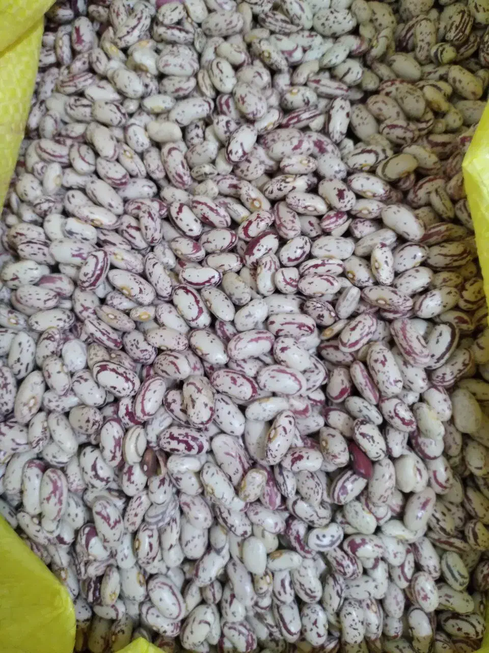 لوبیا چیتی درجه۱|خوردنی و آشامیدنی|تهران, شهرک طالقانی|دیوار