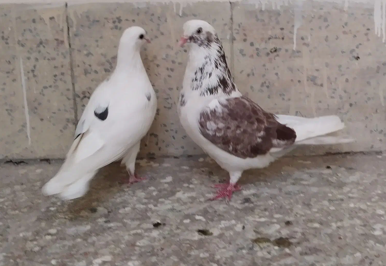 یک جفت کبوتر تهرانی|پرنده|اصفهان, سرچشمه|دیوار