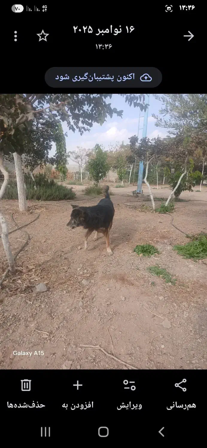 سگ ژرمن|سگ|ساوه, |دیوار