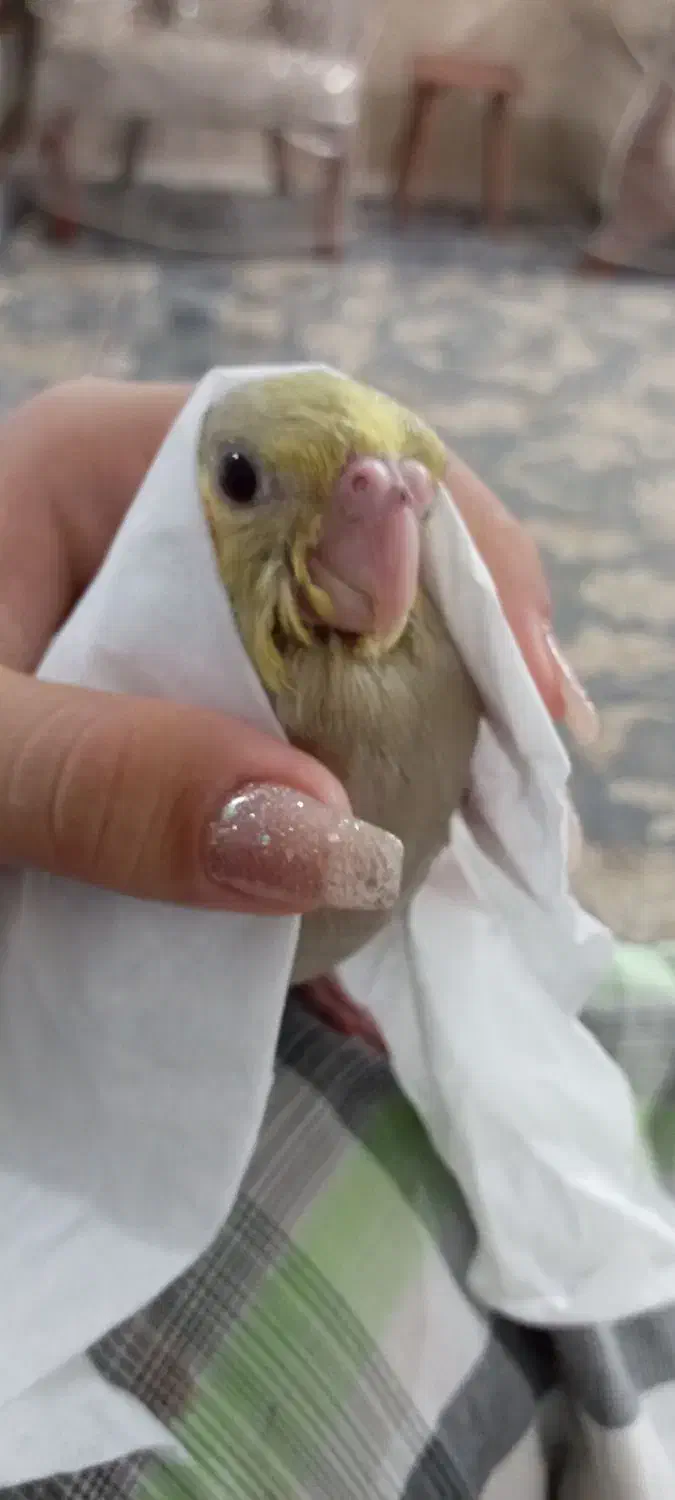 عروس هلندی گمشده|پرنده|سبزوار, جهاد کشاورزی|دیوار