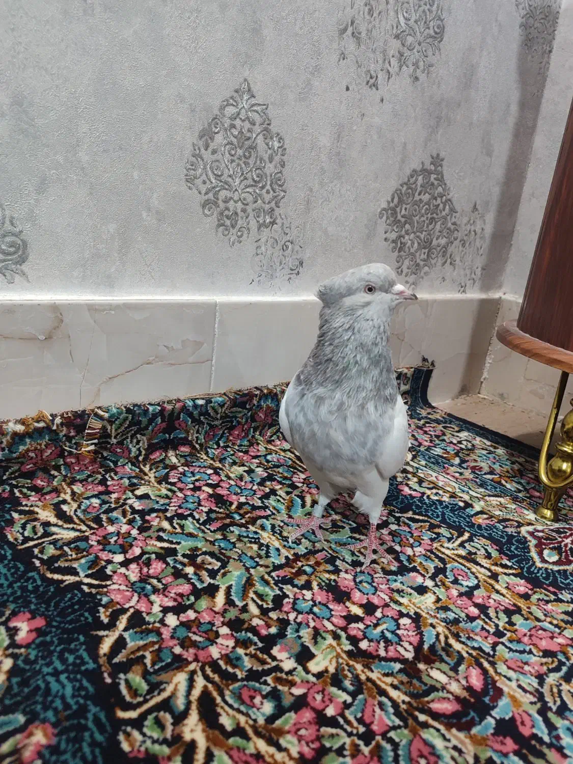 کله الماسی نر|پرنده|بم, |دیوار