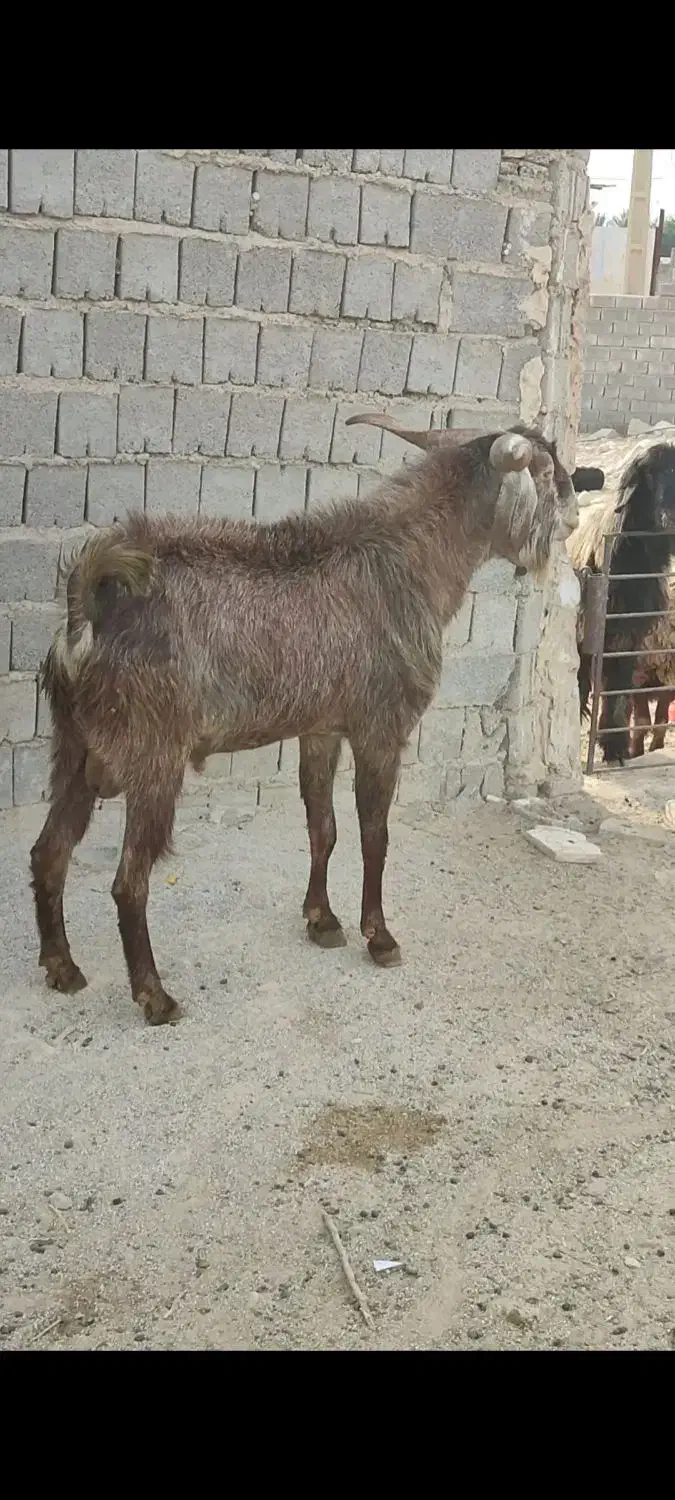 پازن جوون|حیوانات مزرعه|بهبهان, |دیوار