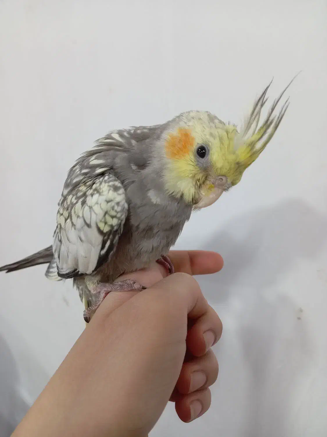 طوطی عروس هلندی|پرنده|بهبهان, |دیوار