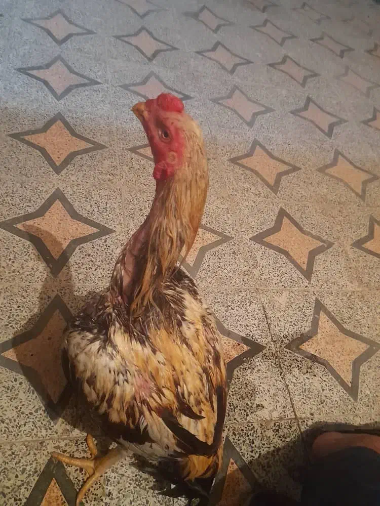 خروس لاری اصل|حیوانات مزرعه|ارزوئیه, |دیوار