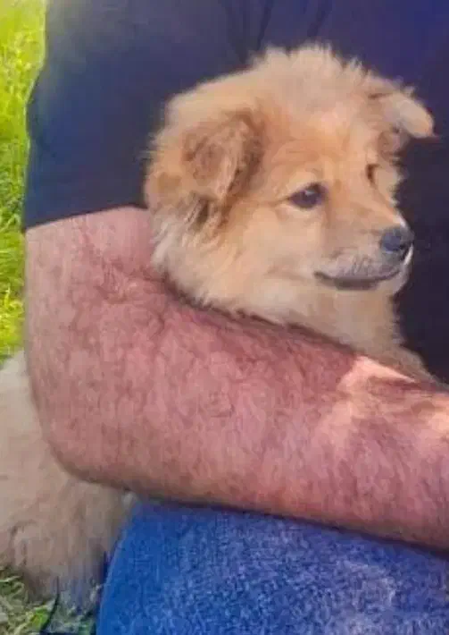 سگ دستی نجات پامر|سگ|مسجد سلیمان, |دیوار