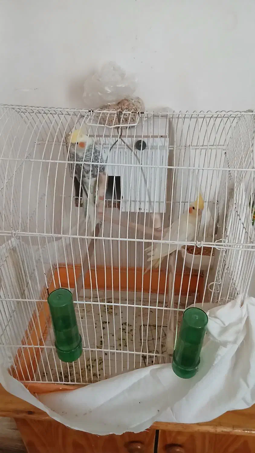 عروس هلندی|پرنده|هشتگرد, شهرک وحدت|دیوار