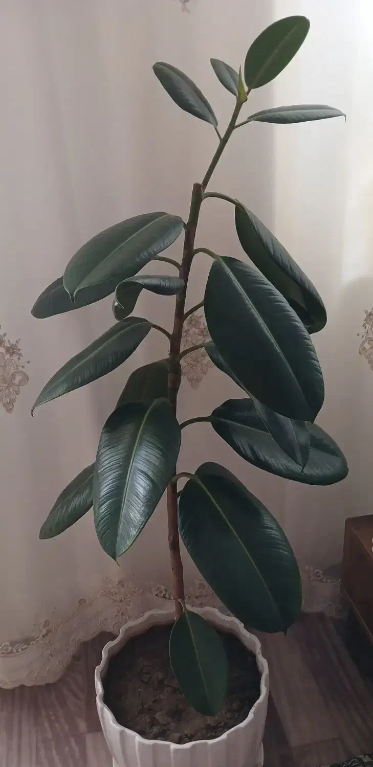 ارزون|حراج|خوی, |دیوار