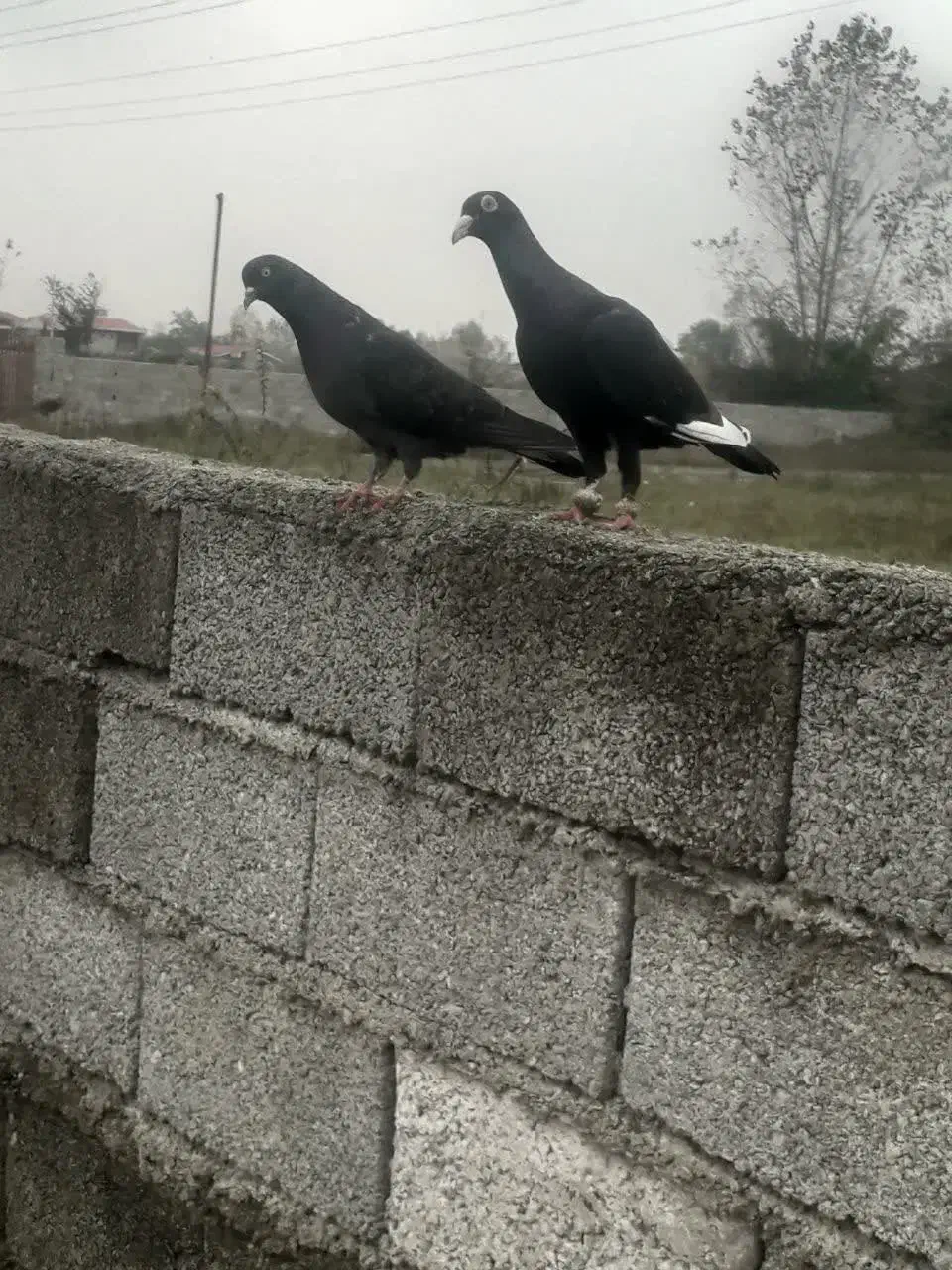 کبوتر تزیینی کاکل و پرشی|پرنده|کلاچای, |دیوار