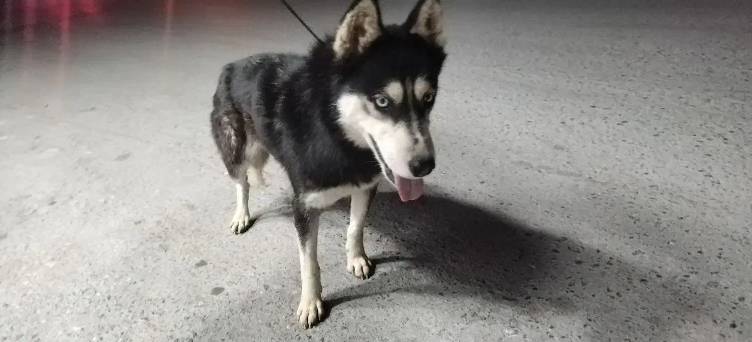 سگ هاسکی سایز کوچیک|سگ|زاینده رود, |دیوار