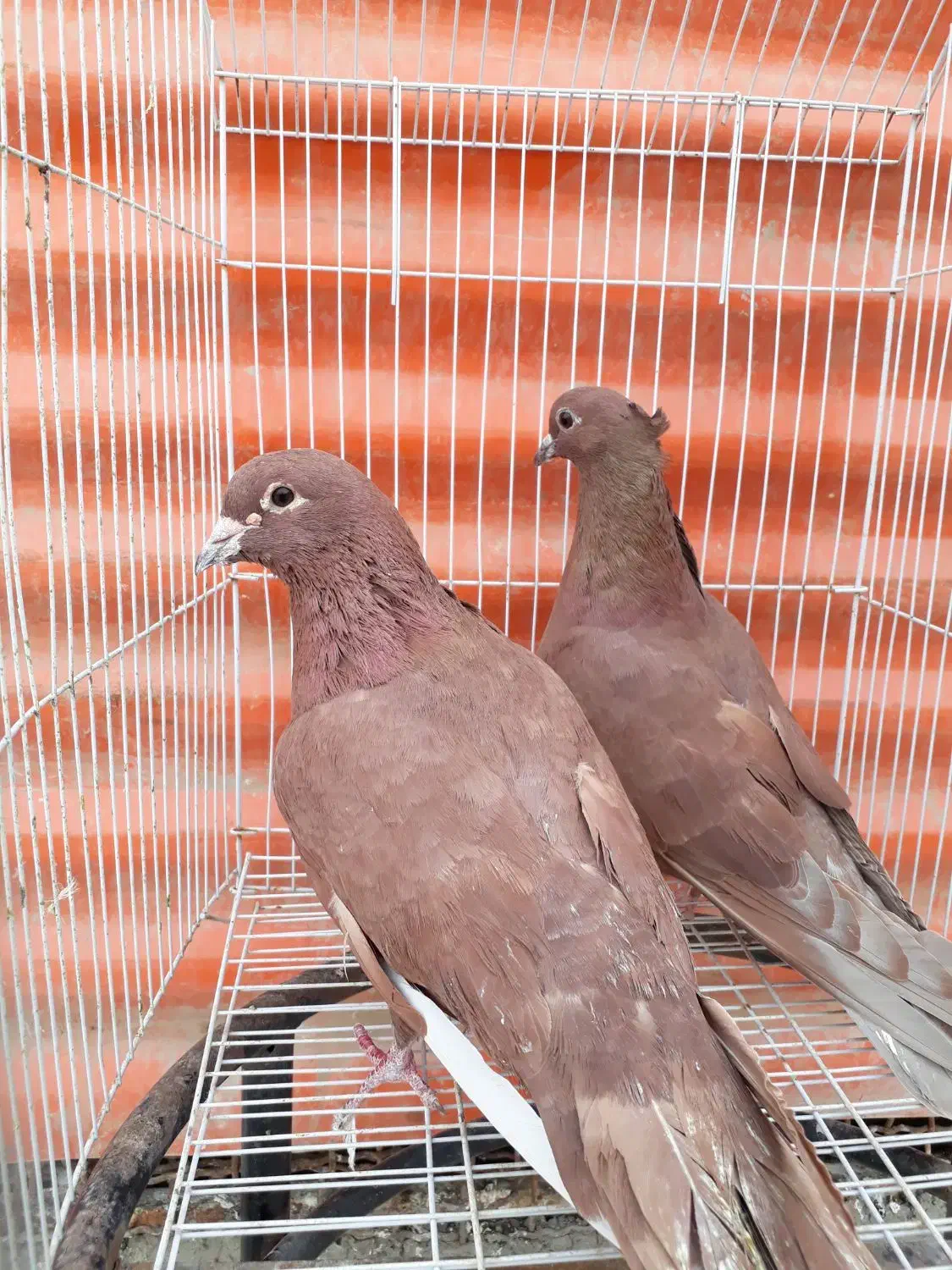 کبوتر دورگ|پرنده|خرمشهر, |دیوار