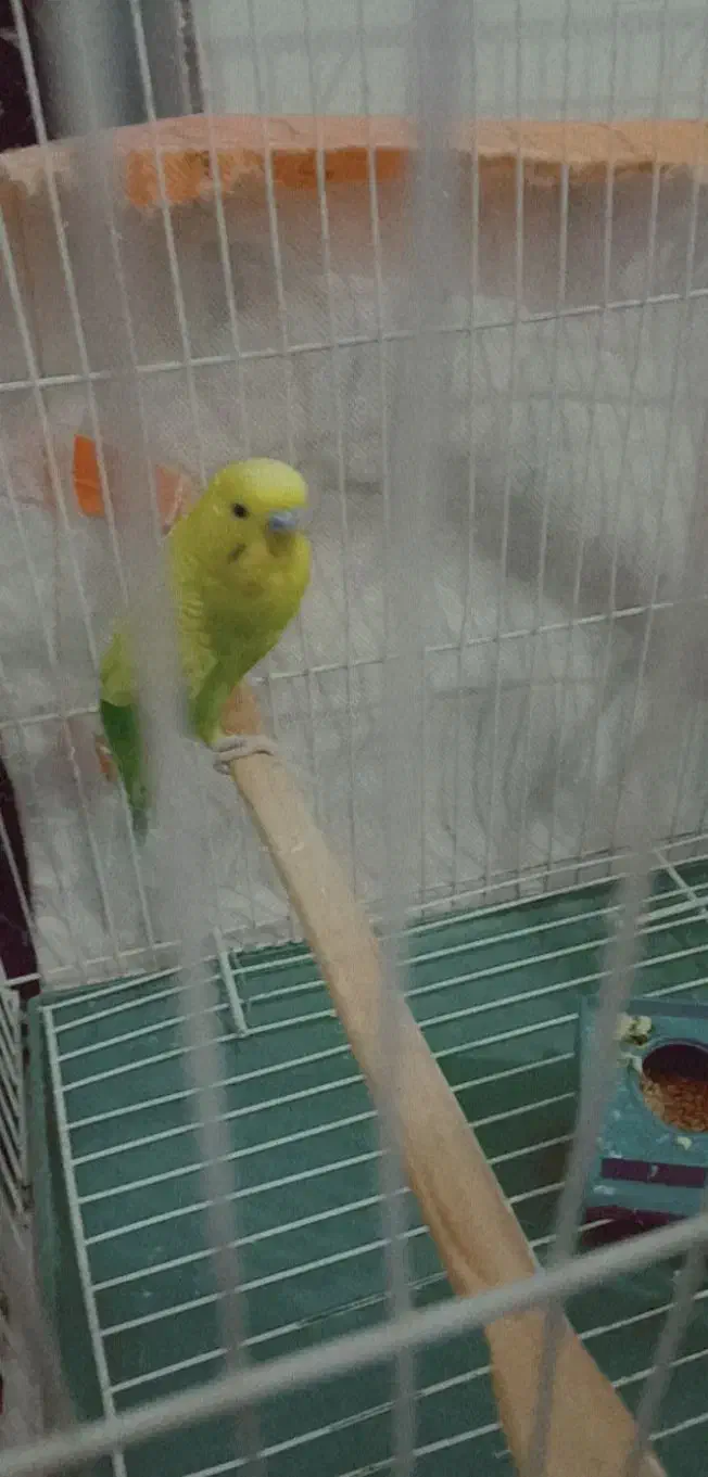 فروش مرغ عشق|پرنده|طبس, |دیوار