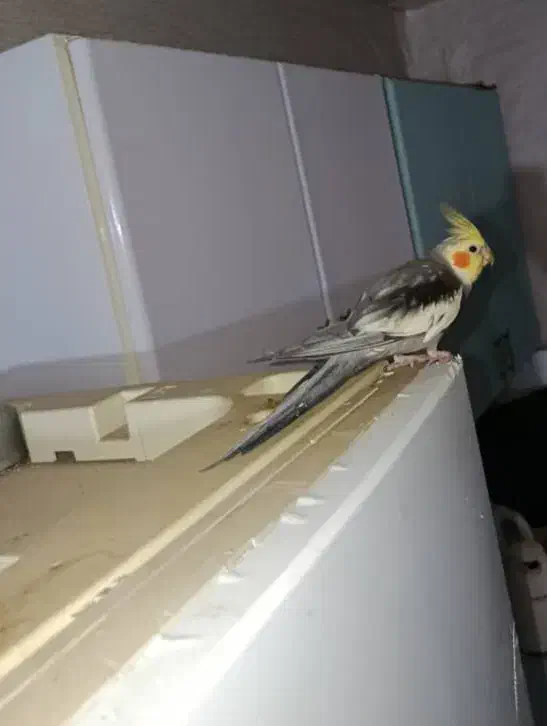 گمشده|پرنده|خرمشهر, |دیوار